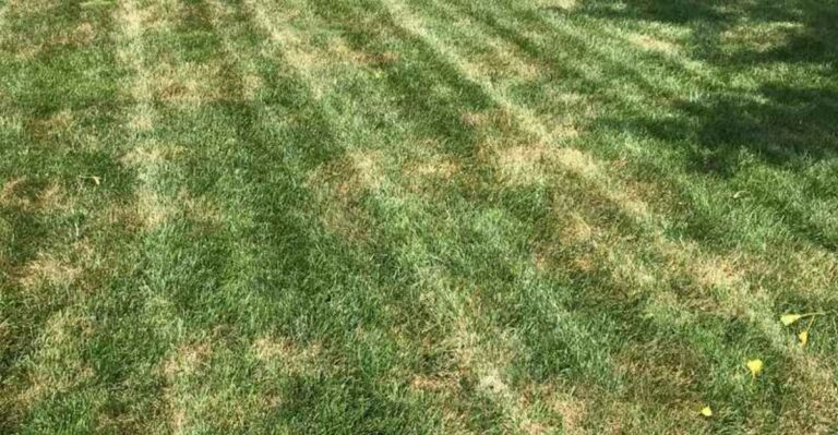 Why New Fescue Can Still Struggle After It Sprouts In North Carolina