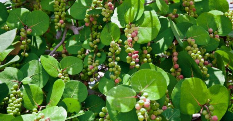 Before You Plant A Florida Sea Grape, Know How Wide It Really Spreads