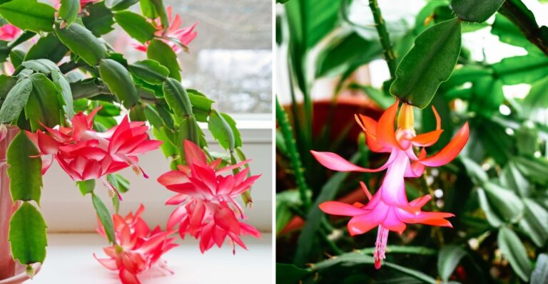 The Christmas Cactus Blooming In Your Indiana Home Before Thanksgiving Might Be A Different Plant