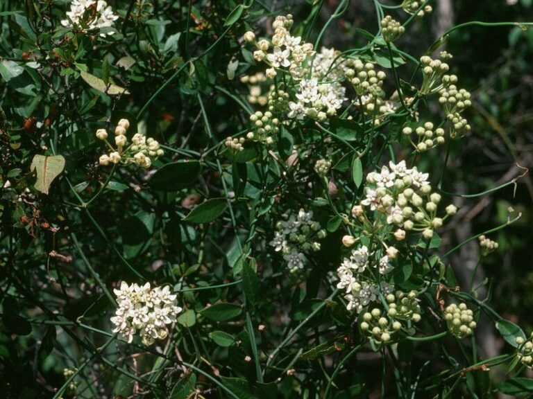 Hartweg’s Twinevine: One Native Food Source for Queen Caterpillars in Arizona