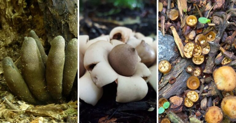 The Strange Fungi In Your Virginia Mulch Are Spookier Than Any Decoration