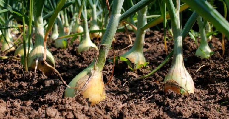 These Root Vegetables Can Still Be Planted In October In Georgia
