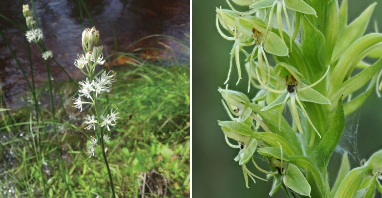 A Rare White-Flowered Plant From The New Jersey Pine Barrens Has Been Formally Named