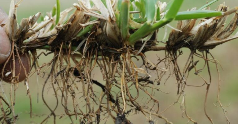 Signs Of Take-All Root Rot In California Lawns Before It Is Too Late