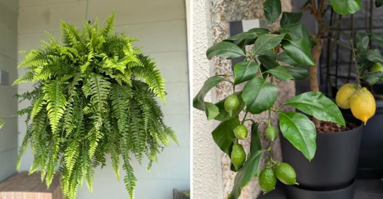 7 Pennsylvania Plants To Bring Indoors This Fall