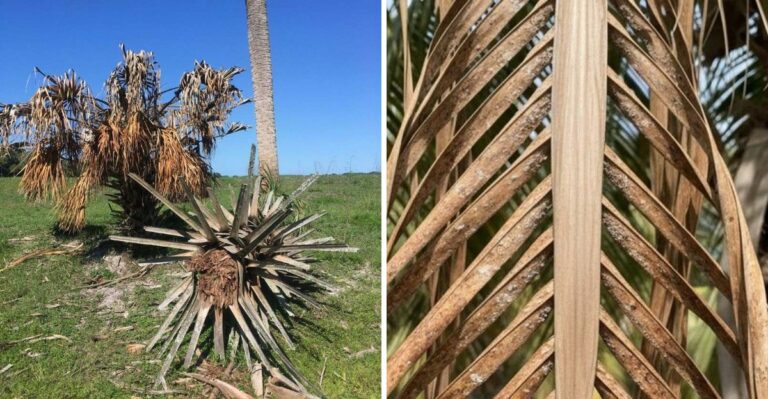 Lethal Bronzing Is Destroying Florida Palms (The Early Signs To Watch For)
