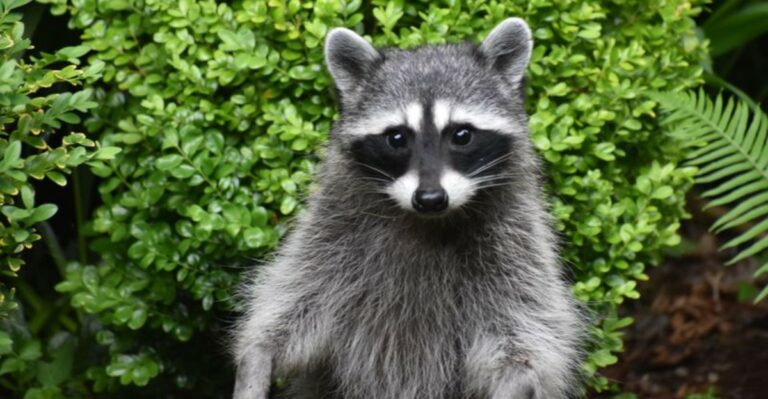 Why Raccoons Are Showing Up In More New York Backyards This Fall