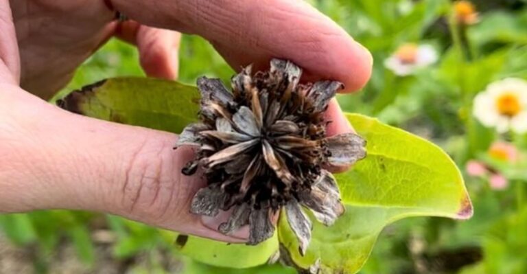 How To Collect Seeds From Your North Carolina Garden Before The First Freeze