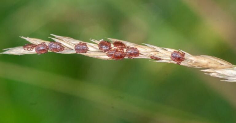 A Clone-Making Tick First Found In New Jersey Has Now Reached Alabama