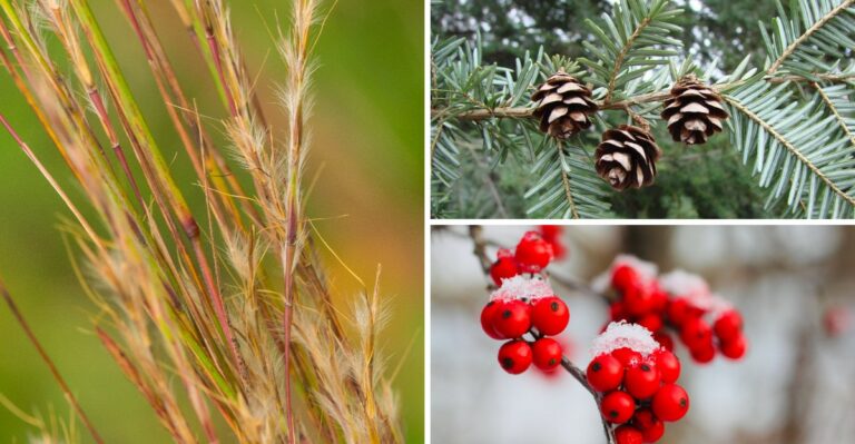 12 Pennsylvania Natives That Feed Birds All Winter