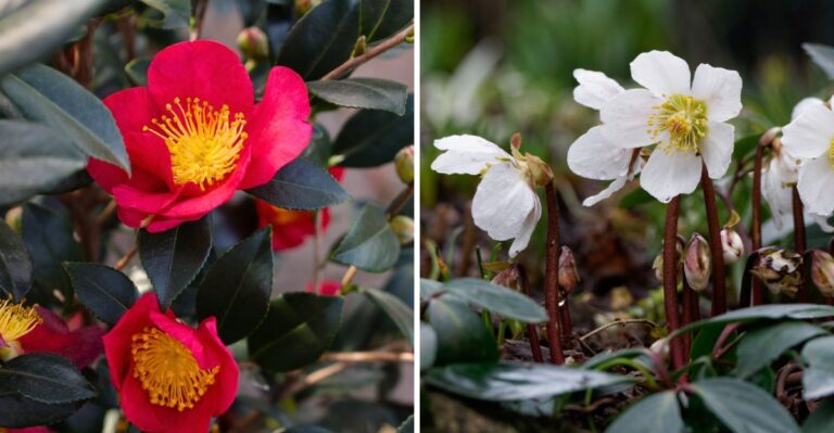 10 Holiday Plants Beyond Poinsettias Worth Growing In North Carolina