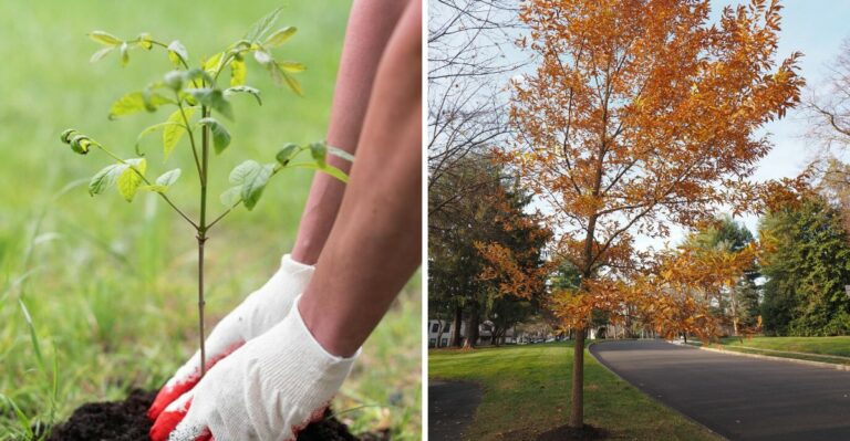 Why Smart Pennsylvania Gardeners Plant Trees In Fall Instead Of Spring