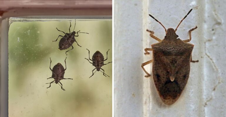 Why Stink Bugs Keep Finding Their Way Into Michigan Homes This Time Of Year