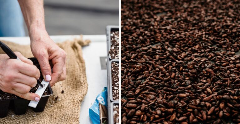 How To Collect And Store Garden Seeds In Virginia Before Winter Sets In