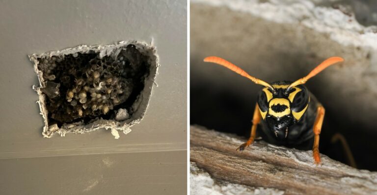 Why Yellowjackets Are Moving Into Michigan Walls And Attics This October