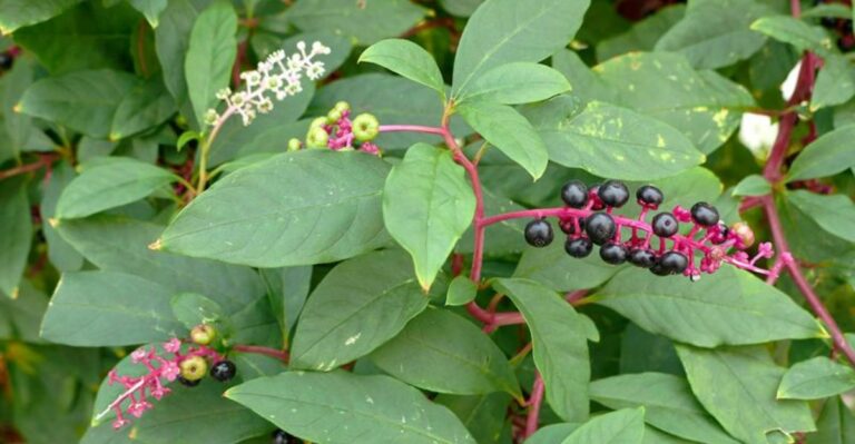 Remove Pokeweed From Georgia Yards Before Birds Spread Its Purple Berries