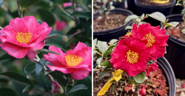 Alabama’s State Flower Has A Lesser-Known Cousin That Blooms Months Earlier
