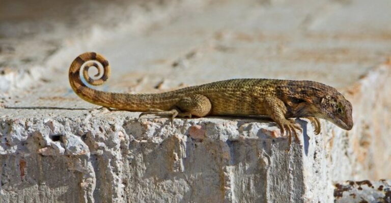 What It Means When A Curly-Tail Lizard Takes Over Your Florida Patio