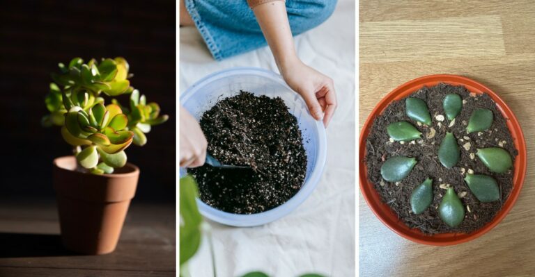 How To Propagate A Jade Plant From A Single Leaf