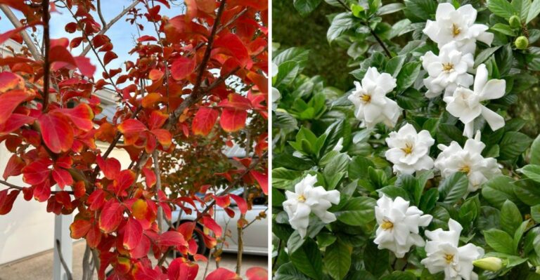 Hold Off On Pruning These 7 Plants In October In North Carolina