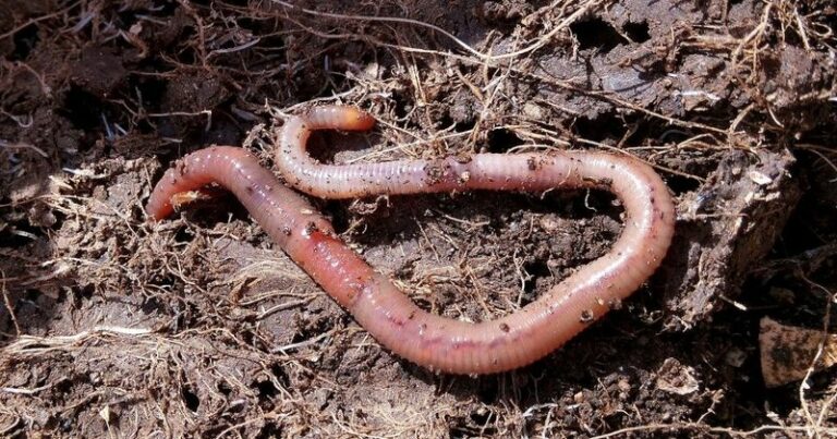 What Earthworms Do Underground in Your Arizona Garden Bed, and What We Still Don’t Know