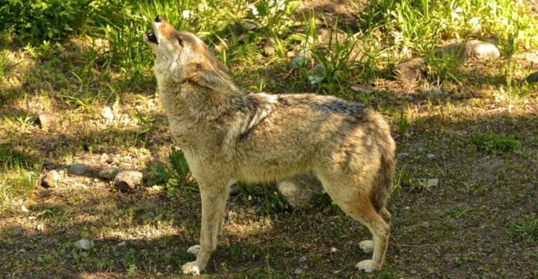 Coyote Season Is Coming To New York Backyards. Here’s How To Prepare