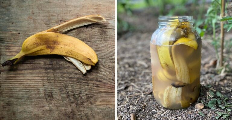 Banana Peel Water For Your Virginia Garden: Miracle Fertilizer Or Myth?