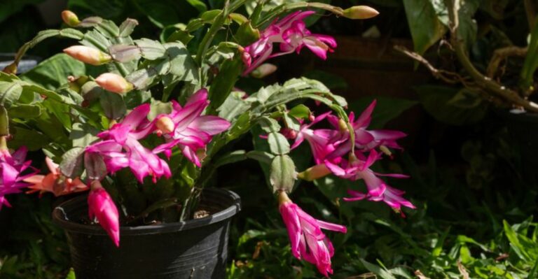 What To Do In October For A California Christmas Cactus That Hasn’t Set Buds
