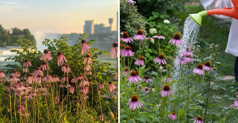 The Coneflower Watering Habit That Looks Helpful But Can Cause Problems Over Time