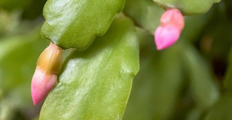 Your New York Christmas Cactus Not Budding Yet? Here’s What’s Holding It Back