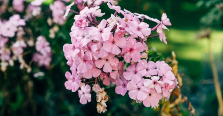 When To Cut Back Phlox In Virginia For Bigger Blooms Next Summer