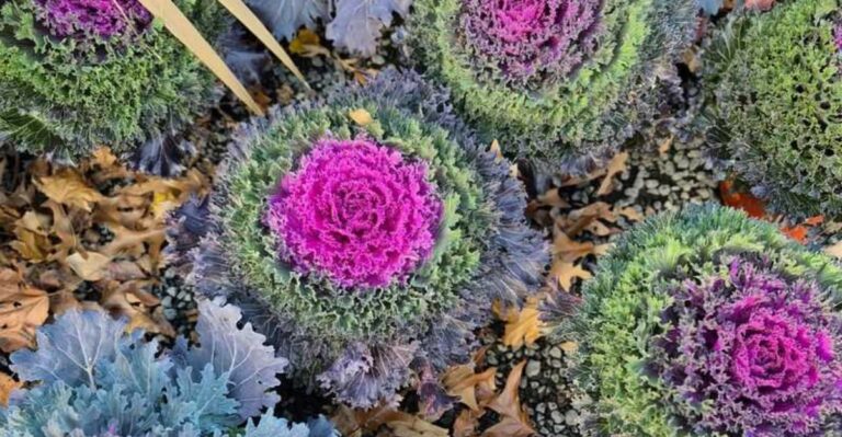 Is Ornamental Kale Edible? What North Carolina Gardeners Should Know