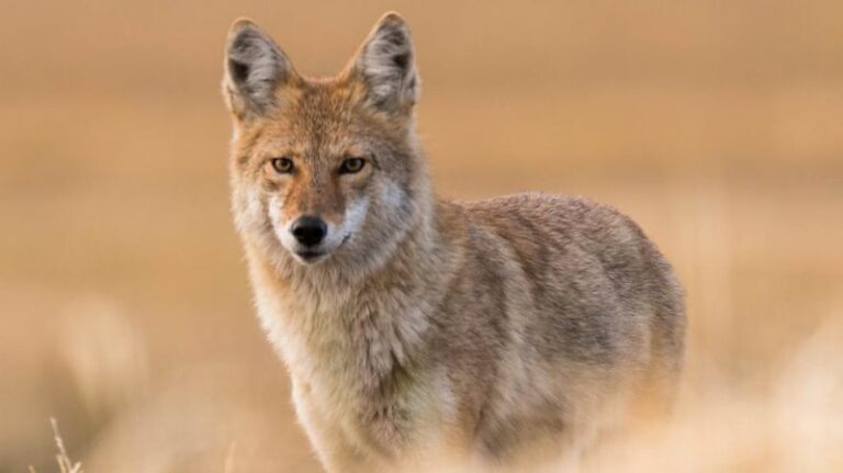 What It Means When Coyotes Start Yipping Around Arizona Neighborhoods This Fall
