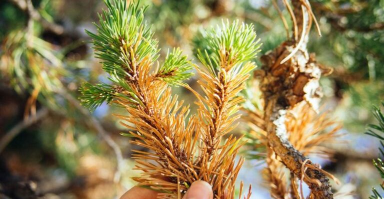 Why Evergreen Needles Turn Yellow Inside The Plant Every Fall In North Carolina