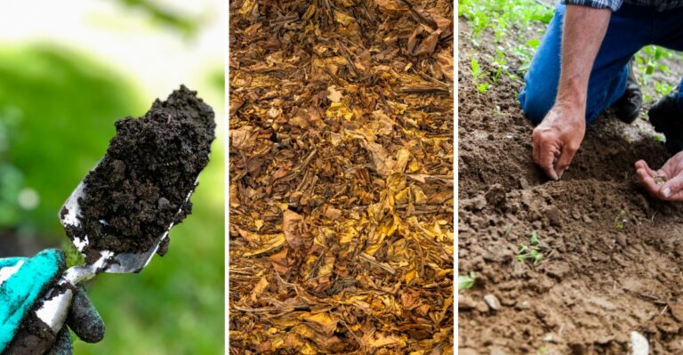 Early Fall Soil Amendments Every Virginia Yard Should Get Before November