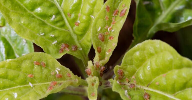 Where Late Season Aphids Show Up First On Michigan Porch Plants
