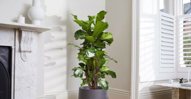10 Reasons The Fiddle Leaf Fig Is Gaining Ground Next To Monstera As A Favorite Houseplant