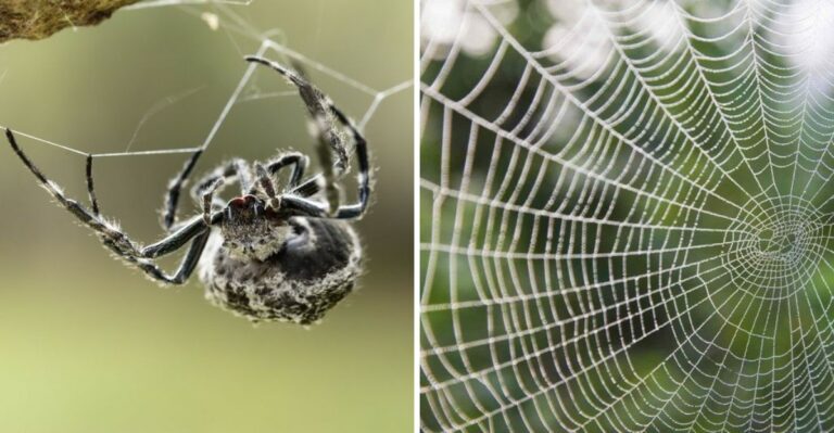 Why Pennsylvania Spiders Keep Building Webs Across Your Path