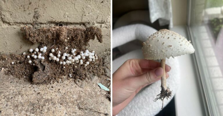 What White Mushrooms Along Your Virginia Foundation Are Really Telling You