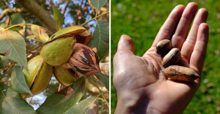 When And How To Harvest Pecans From North Carolina Trees This Fall