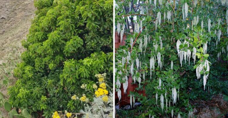 The California Native Shrubs That Quietly Outperform Privet For A Privacy Screen