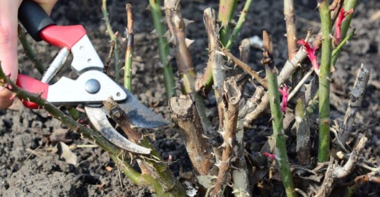Why Ohio Gardeners Should Wait To Prune Roses Until The Nights Turn Cold