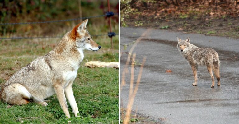 Things You Should Do If Coyote Shows Up In Your Pennsylvania Yard This Fall (And Things You Shouldn’t)