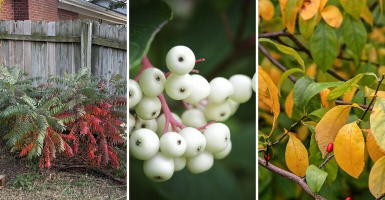 The New York Native Shrubs That Give Hydrangeas Competition In The Fall
