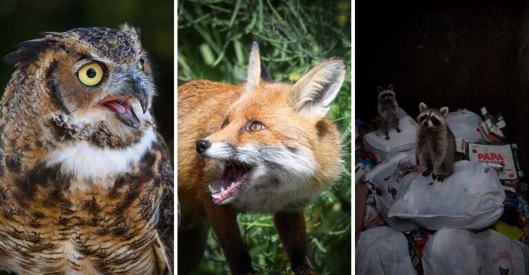 What’s Screaming In Your Virginia Yard At Night? It’s Probably Not What You Think