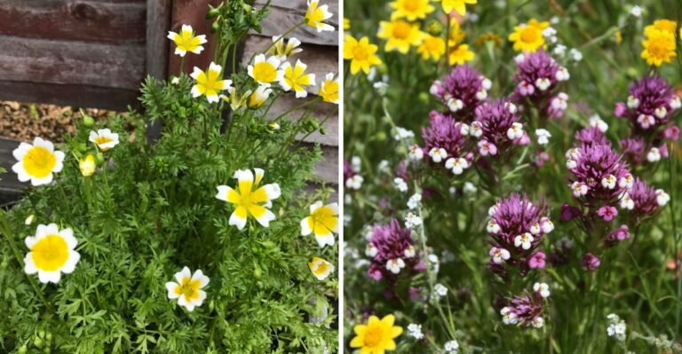 8 California Wildflowers That Handle Clay Soil Without Extra Amendments