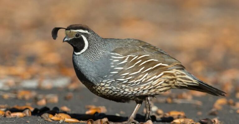 What It Means When Quail Visit Your California Yard Every Morning