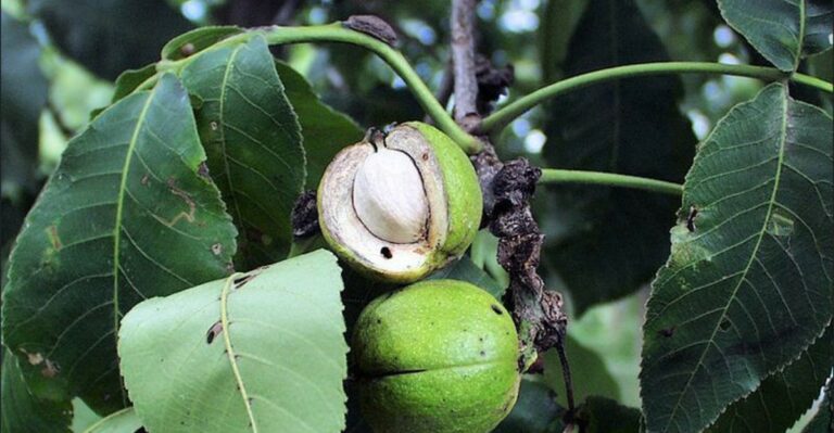 The Native Ohio Tree Gardeners Overlook Until Its Nuts Start Falling