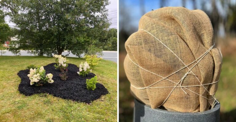 The Hydrangea Task Northern Virginia Gardeners Must Finish This Week
