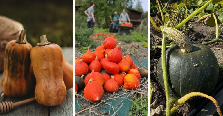 The Winter Squash Varieties Ohio Gardeners Are Harvesting Right Now